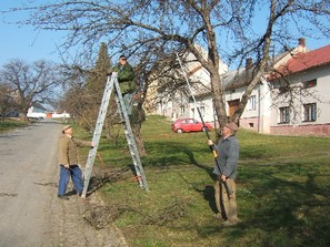 Ořezání stromů na návsi